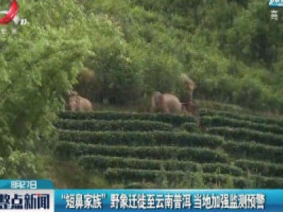 “短鼻家族”野象迁徙至云南普洱 当地加强监测预警