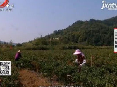 三农聚焦20200817 赣农快递一弋阳年糕