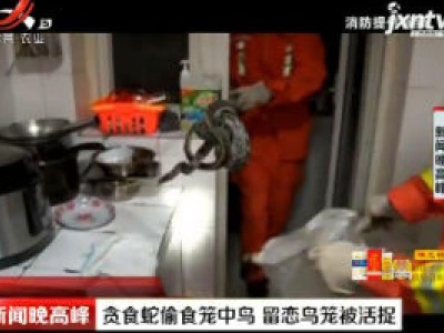 四川：贪食蛇偷食笼中鸟 留恋鸟笼被活捉