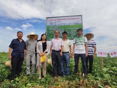 ​江西省农业技术推广总站到进贤县指导红薯生产工作
