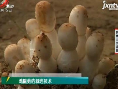 农博士大讲堂20200819 鸡腿菇的栽培技术