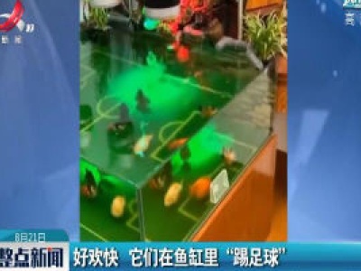 广东：好欢快 它们在鱼缸里“踢足球”
