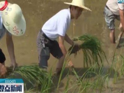 都昌：乡村干部齐上阵 不误农时补种水稻