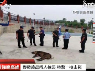 陕西：野猪凌晨闯入校园 特警一枪击毙