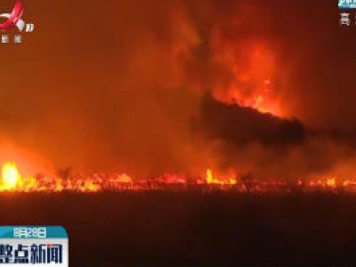 阿根廷大火致超过15000公顷森林受灾