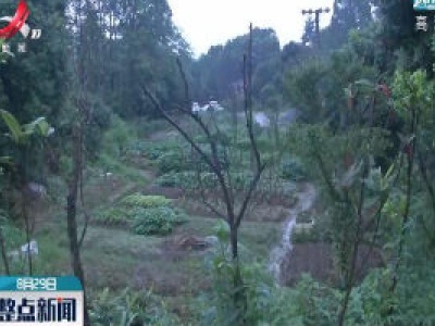 九江市濂溪区莲花镇：野猪出没菜地遭殃