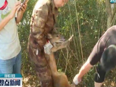 九江：40只河麂在鄱阳湖朱袍山野放