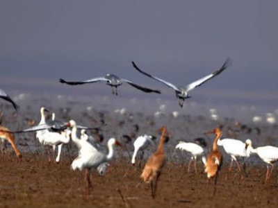 鄱阳湖高水位对湿地及越冬候鸟有何影响？官方回应
