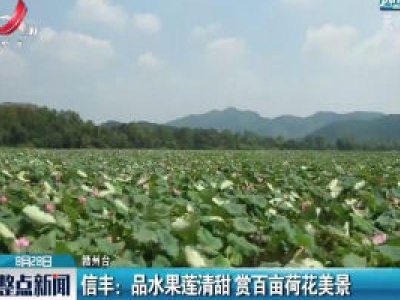 信丰：品水果莲清甜 赏百亩荷花美景