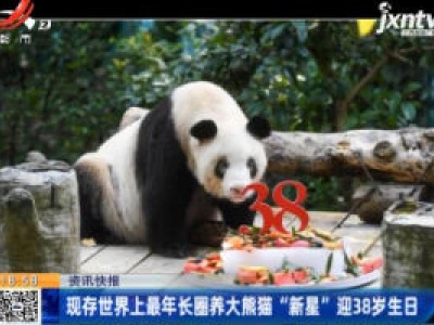 现存世界上最年长圈养大熊猫“新星”迎38岁生日