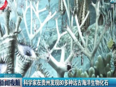 科学家在贵州发现80多种远古海洋生物化石