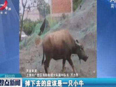 上饶：400斤黄牛跌入下水道 消防救援