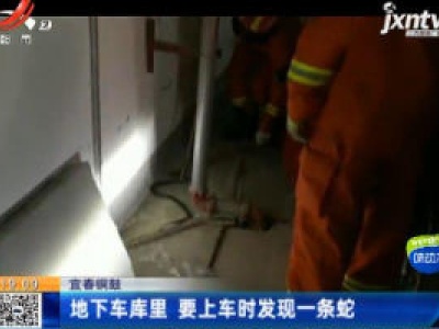 宜春铜鼓：地下车库里 要上车时发现一条蛇