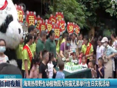 海南热带野生动植物园为熊猫兄弟举行生日庆祝活动