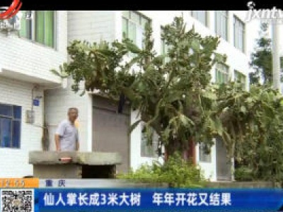 重庆：仙人掌长成3米大树 年年开花又结果