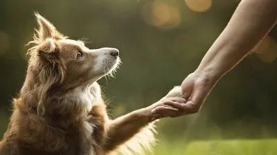 赣云看点丨文明养犬，我们不掉“链”！