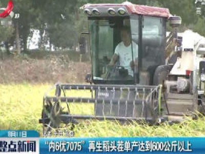 “内6优7075”再生稻头茬单产达到600公斤以上