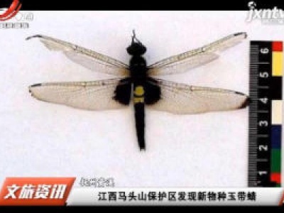抚州资溪：江西马头山保护区发现新物种玉带蜻