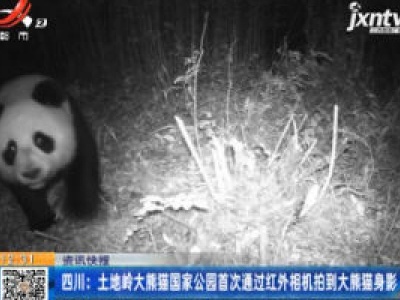 四川：土地岭大熊猫国家公园首次通过红外相机拍到大熊猫身影