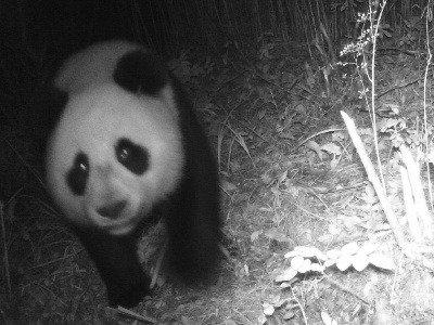 珍贵！四川土地岭大熊猫国家公园首次通过红外相机拍到大熊猫身影