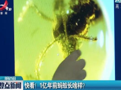 快看！ 1亿年前蚂蚁长啥样？