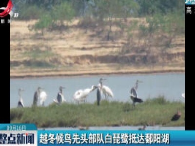南昌：越冬候鸟先头部队白琵鹭抵达鄱阳湖