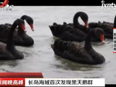 山东：长岛海域首次发现黑天鹅群