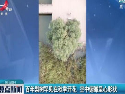 山东：百年梨树罕见在秋季开花 空中俯瞰呈心形状 