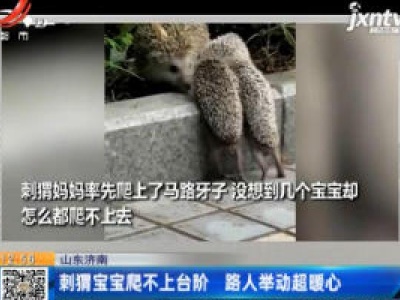山东济南：刺猬宝宝爬不上台阶 路人举动超暖心