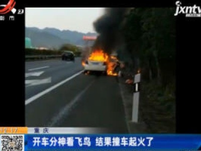 重庆：开车分神看飞鸟 结果撞车起火了