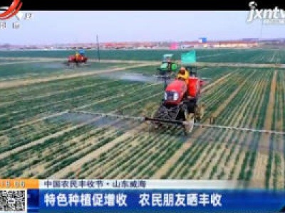 【中国农民丰收节】山东威海：特色种植促增收 农民朋友晒丰收
