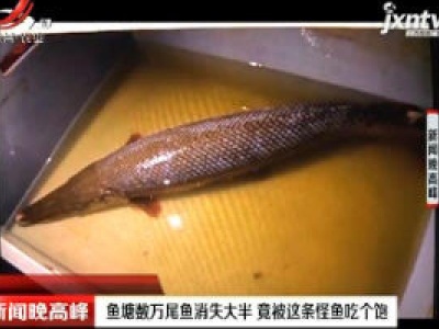 重庆：鱼塘数万尾鱼消失大半 竟被这条怪鱼吃个饱