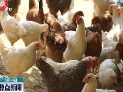 鸡肉价格大跌 “鸡肉自由”不再是梦