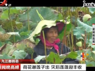 九江都昌县：荷花谢莲子出 灾后莲蓬迎丰收