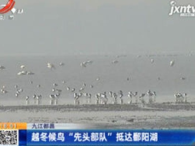 九江都昌：越冬候鸟“先头部队” 抵达鄱阳湖