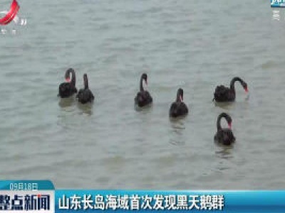 山东长岛海域首次发现黑天鹅群