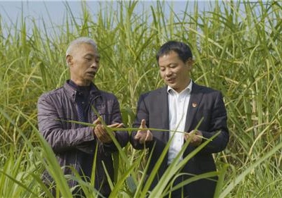 做草坪百姓的贴心人——记中国电信江西公司派驻泰和县草坪村驻村第一书记张敏