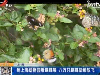 到上海动物园看蝴蝶展 八万只蝴蝶陆续放飞