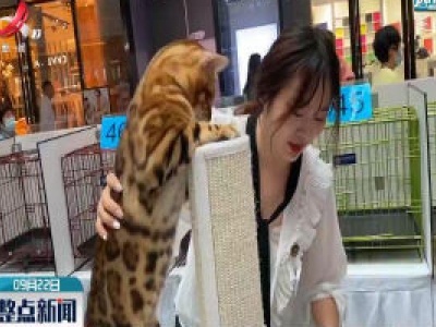 武汉“猫选美”大赛拉近疫情后公众与猫的距离