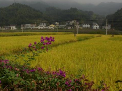 好风景带来好光景——宜春市万载县皂下村发展乡村旅游蹚出大山里的脱贫致富之路