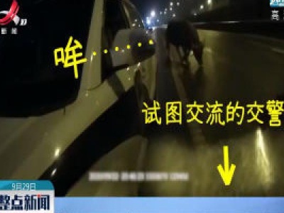 浙江：任性牛上公路 交警紧急处置
