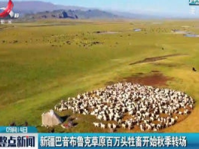 新疆巴音布鲁克草原百万头牲畜开始秋季转场