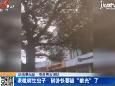 【热线曝光台】南昌青云谱区：老樟树生虫子 树叶快要被“啃光”了