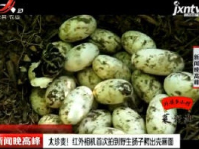 安徽：太珍贵！红外相机首次拍到野生扬子鳄出壳画面