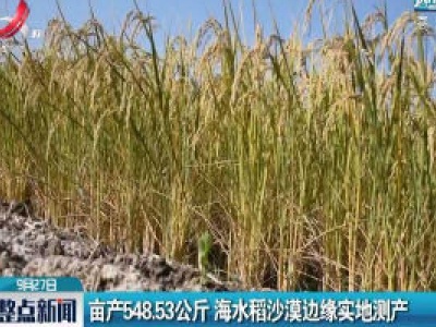 亩产548.53公斤 海水稻沙漠边缘实地测产