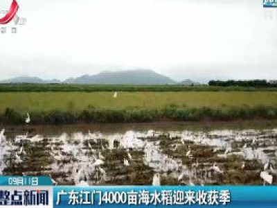 广东江门4000亩海水稻迎来收获季