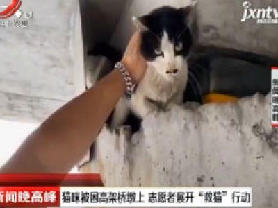 大连：猫咪被困高架桥墩上 志愿者展开“救猫”行动