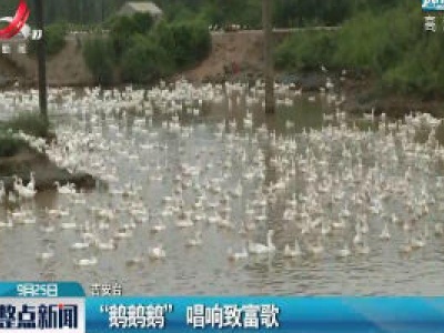 吉安：“鹅鹅鹅” 唱响致富歌