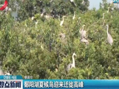 都昌：鄱阳湖夏候鸟迎来迁徙高峰