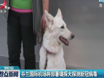 芬兰国际机场将部署嗅探犬探测新冠病毒